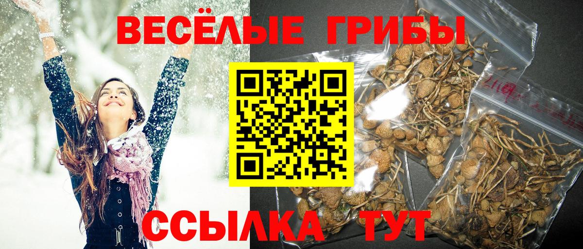 Галлюциногенные грибы Psilocybe Чехов